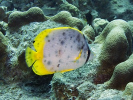 IMG 3923 Strange Colored Spotfin Butterflyfish